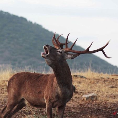 Andújar Alojamiento Rural Dehesa La Estancia מראה חיצוני תמונה