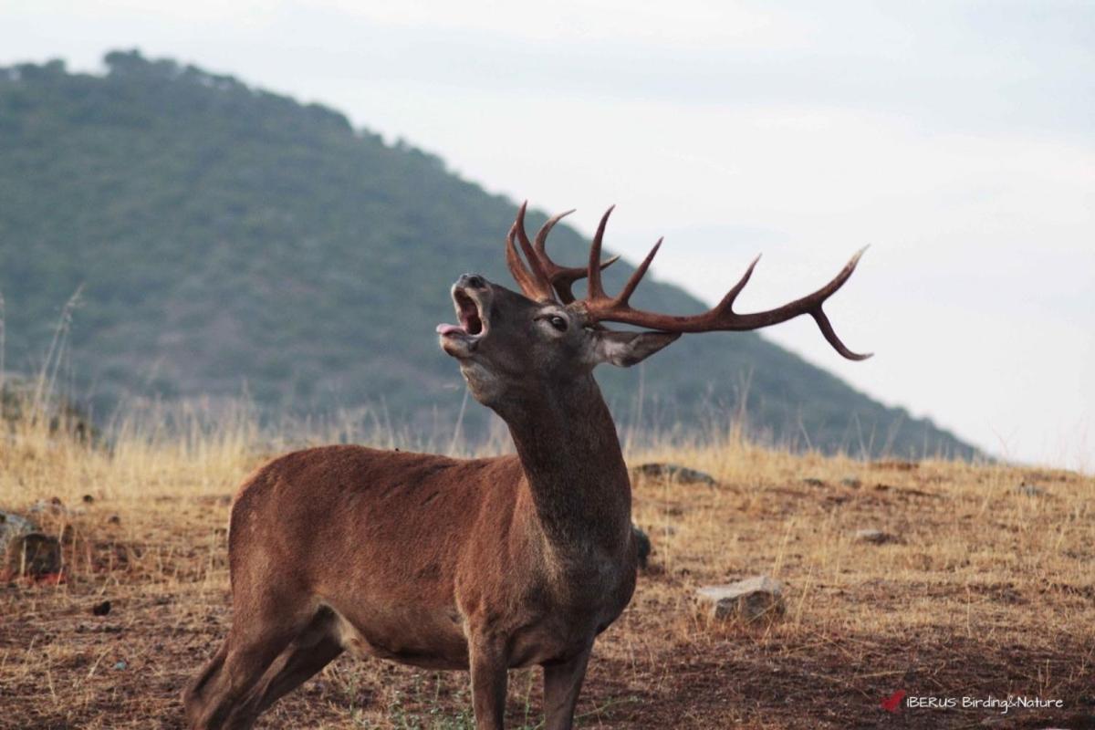 Andújar Alojamiento Rural Dehesa La Estancia מראה חיצוני תמונה