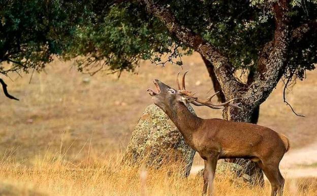 Andújar Alojamiento Rural Dehesa La Estancia מראה חיצוני תמונה